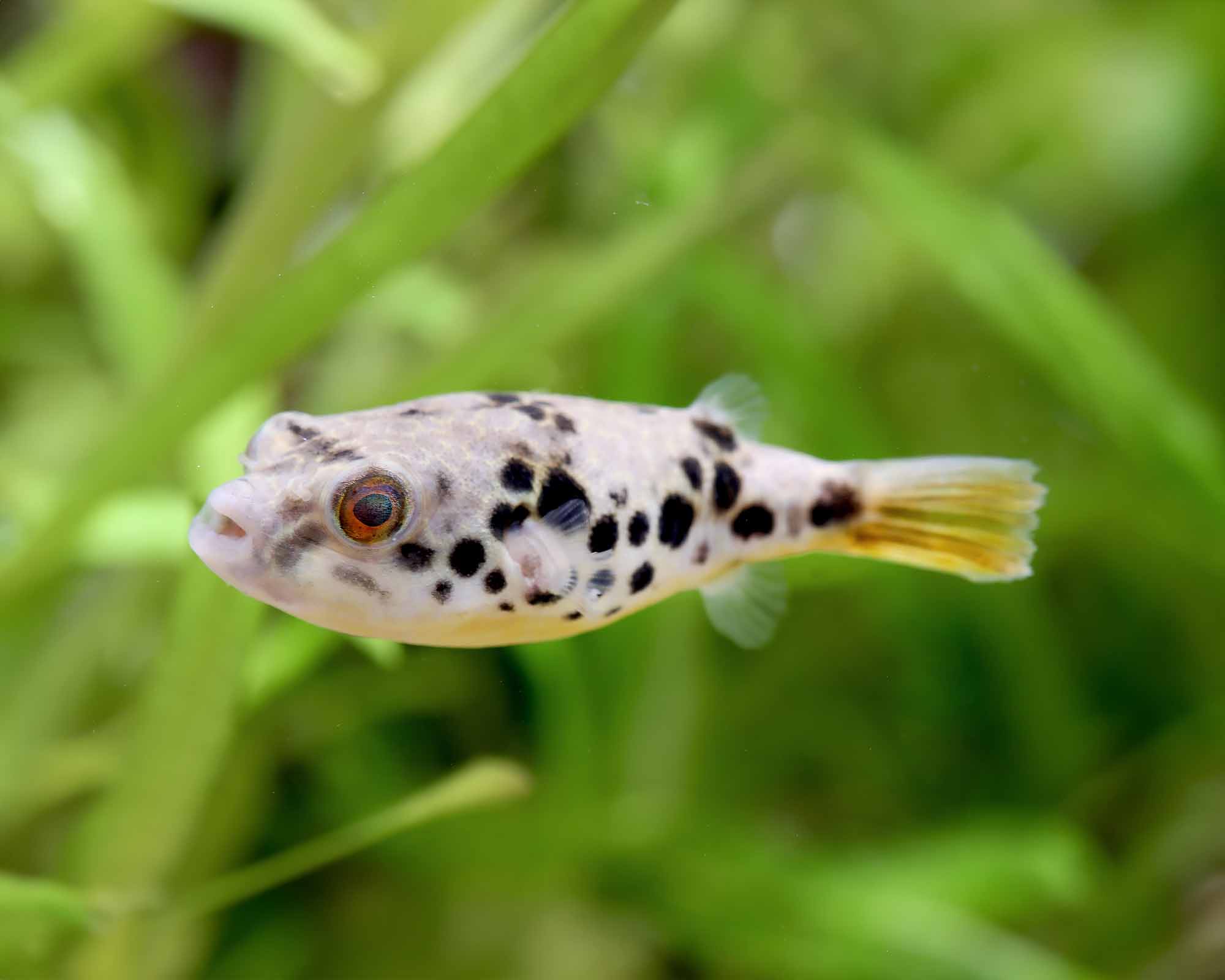 Tetraodon schoutedeni (Congo Leopard Pufferfish)